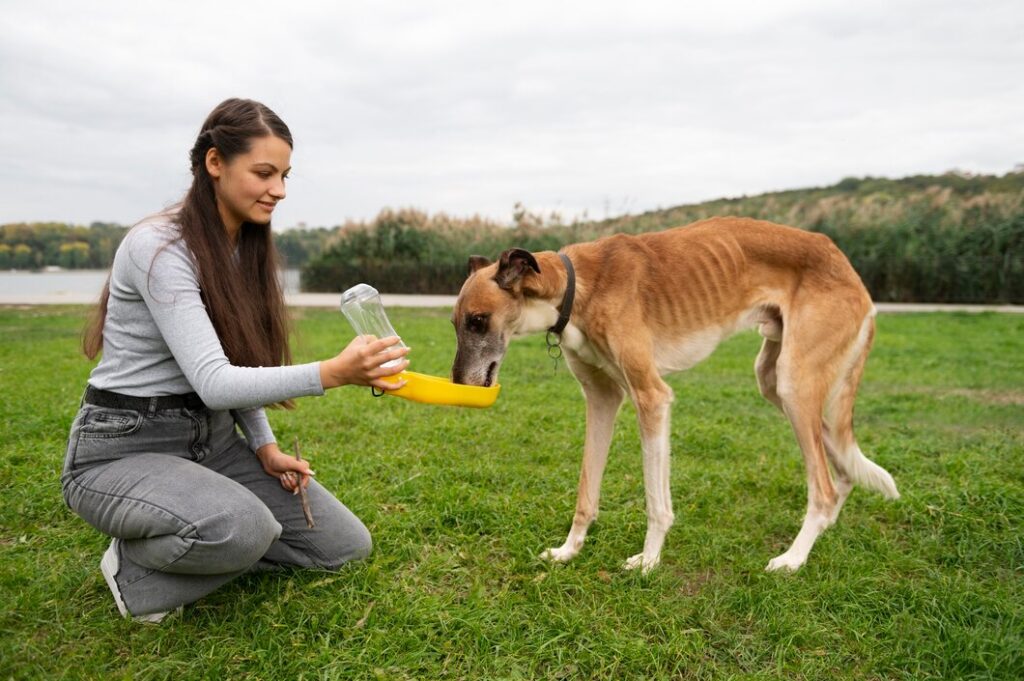 How To Train a Dog