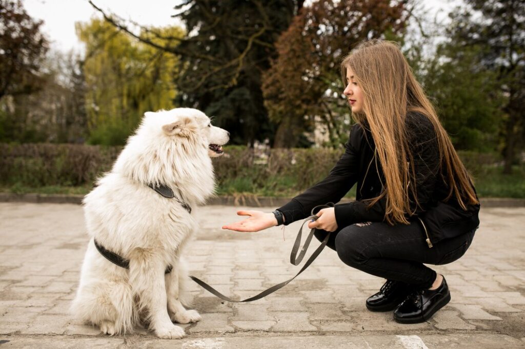 How To Train a Dog