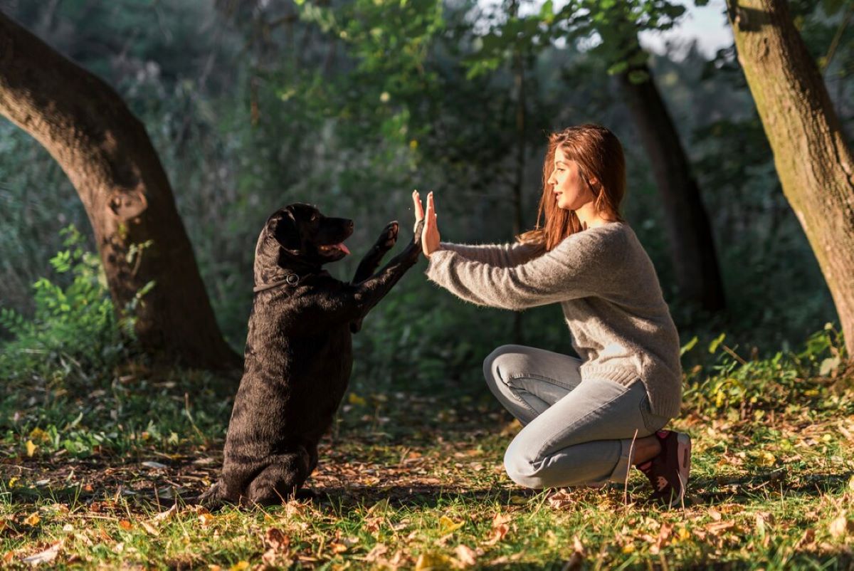 How To Train a Dog